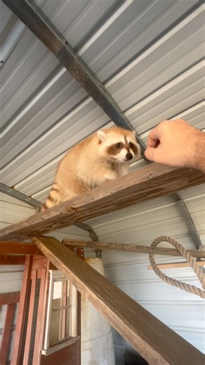 Josh Williams | #raccoon #trashpanda #raccoonsofinstagram #shawntheraccoon #racoon | Instagram