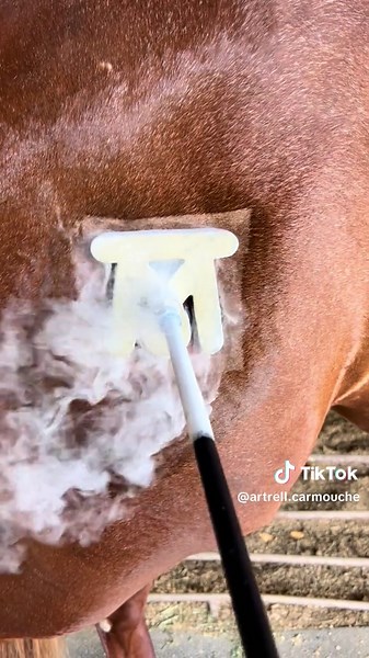 Mastering Ranch Branding Techniques for Livestock Owners