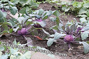 Garden Practice: Grow spring vegetables - table of the most popular varieties | 2025