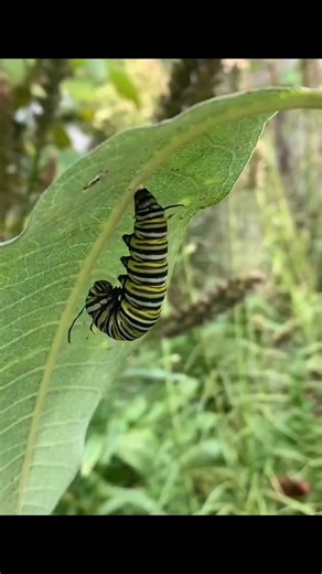 10K views · 266 reactions | Monarch caterpillars have been spotted in...