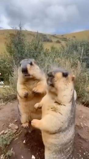 紀西老師 on Instagram: "就叫你不要碰！ @fatpp.fatpp 🔊🔊🔊 #土撥鼠 #配音 #混搭 #搞笑 #動物 #動物園 #動物頻道 #搞笑影片 #搞笑视频 #mix #animals #foreign #marmot #台語#動物写真#惡搞#迷因 #迷因梗圖 #迷因療法 #迷因系列 #迷因工程 #迷因靈魂 #梗圖 #梗圖系列 #梗圖分享 #梗圖大全 #梗圖迷因#animals #animal"