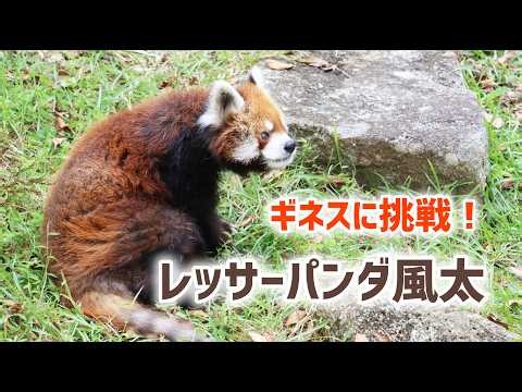 世界最高齢のレッサーパンダ 風太 2026.10.4