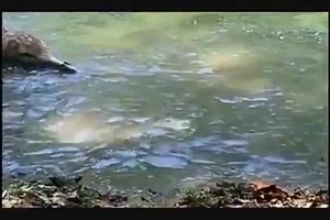 8.8K views · 265 reactions | WHALE FOSSILS EVERYWHERE..PROOF OF THE...