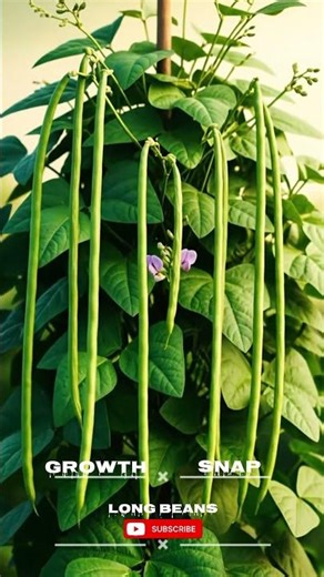 "INCREDIBLE Bean Time Lapse" #shorts #timelapse #longbeans #growth #foryourpage