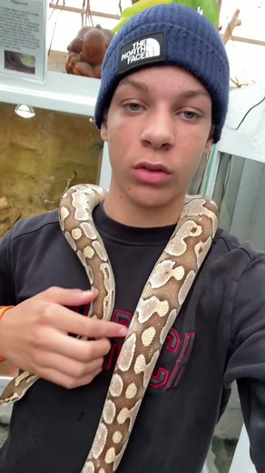 Buying a Snake: Tips for Care and Interaction