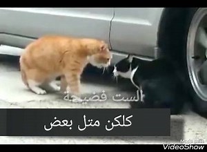 1.7M views · 10K reactions | قصة خيانة. مؤلمة  #قصة_مؤثرة Part 1 Aly* طبعا"  | فضيحة | Facebook