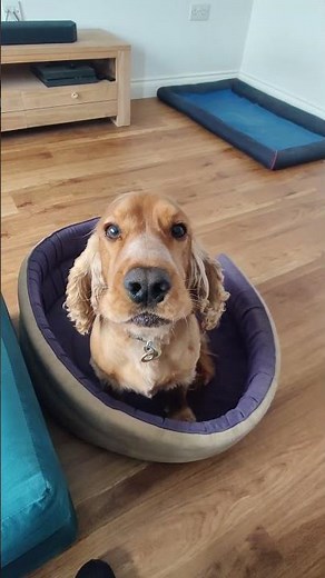 Jet the Cocker Spaniel howling #cockerspaniel #funny #dog #howlingdog #howling