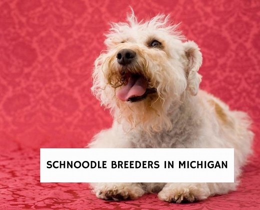 5 Best Schnoodle Breeders in Michigan! - We Love Doodles