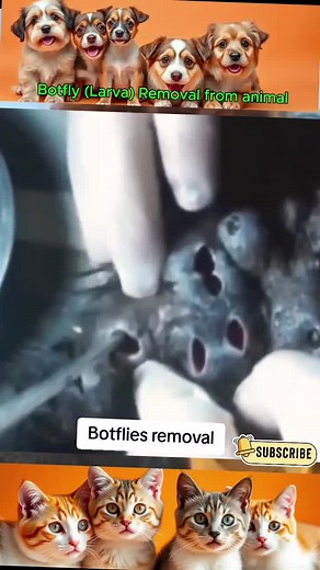Botfly Removal from Pets: A Step-by-Step Guide