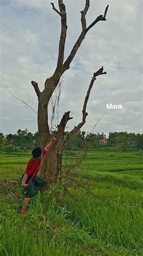 catching a big chicken using a new slingshot#trending #nature #fishing #farming #animals #birds