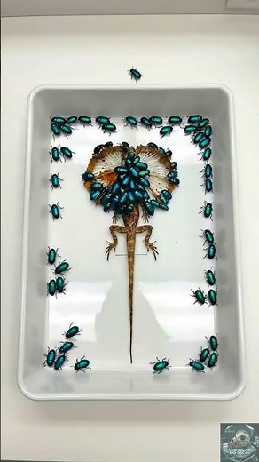 5,000 M-Cyan Beetles vs Frilled Lizard #microlab #snake #scientificjourney