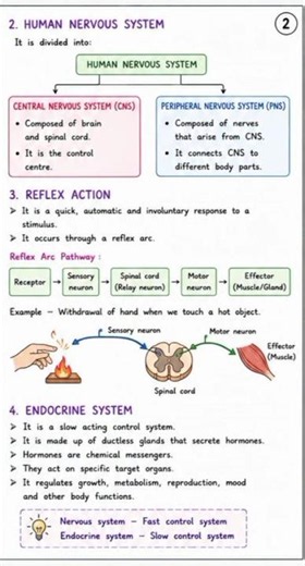 🌿 Class 10 Biology Chapter 2 Notes | Control & Coordination | Quick Revision 📚🔥
