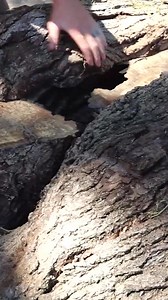 11K views · 183 reactions | I couldn't believe this walnut log split! 勞 #sawmill #woodworking #logslabbing #DIYprojects #woodcraft #woodworker #sawing #woodturning #creativecuts #merchandise | Matt Cremona | Facebook