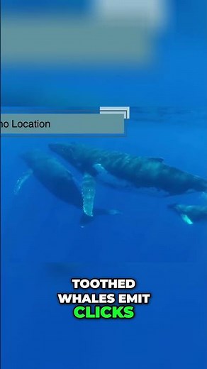 Whale Echolocation: Masters of Underwater Navigation #shorts