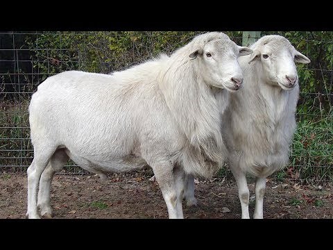 St. Croix Hair Sheep | Parasite Resistant Hardy Browsers