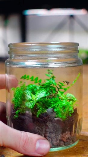 Easy first terrarium DIY setup! #terrariums #plants #botany #moss #diy
