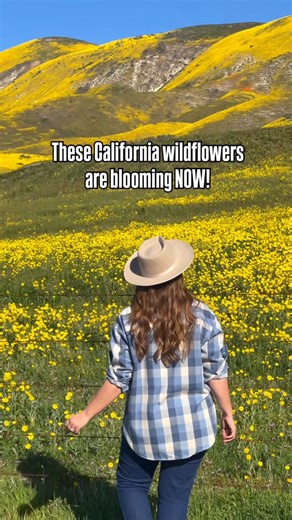 Dawn Marie Dunlap on Instagram: "Carrizo Plain National Monument is one of those places too many people drive past without realizing what they’re missing — especially this time of year. Early wildflowers are already blooming here, and once the landscape begins to shift, it becomes a sea of bright yellow and gold. If you’re planning a spring road trip in California, this is a place worth watching closely. Conditions change quickly here, and timing is everything so start planning your roadtrip now
