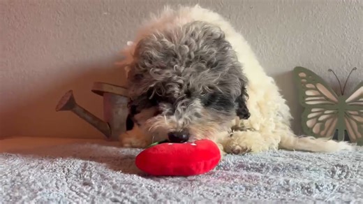Cavapoo puppy for sale