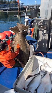 Unfortunately the International Pacific Halibut Commission (faced with the lowest spawning biomass in 40 years) opted to cut the commercial catch limits for the 2025 season by just over 18%. But guess who wasn’t cut? The destructive trawlers are still allowed to waste millions of pounds halibut, salmon, crab in bycatch. They are destroying our fisheries and our way of life. We are all about conservation, but shouldn’t everyone be helping to preserve these Alaskan resources? If you are interested