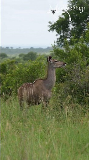 Kudu in the Kruger National Park, South Africa.