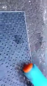 Snail Crushing Part 2