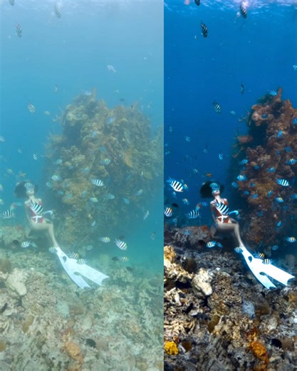 Enhance your underwater shots!!! DM ME FOR COLORGRADING EDITS🎨💙