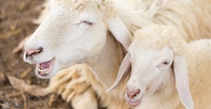 Sheep Teeth: Do Sheep Have Top Teeth?