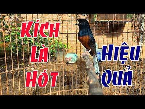 Chòe lửa Hót NHIỀU GIỌNG CHUẨN RỪNG kích lửa /Tiếng choè lửa hót kích bổi nhanh hót 44524