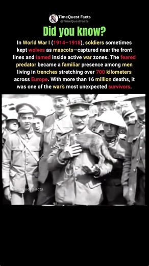 WWI’s Most Unexpected Survivor #shorts