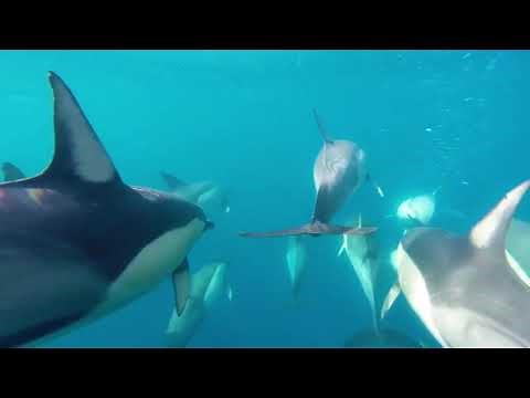 Dolphin Swim Australia | Nelson Bay Dolphin Watching and optional Dolphin Swim | Experience Oz