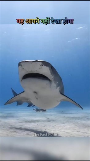 The Mosasaur was a terrifying prehistoric sea monster.