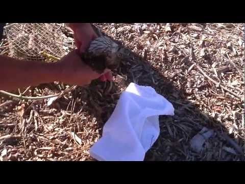 Elite Falconry Coopers Hawk Trapping Bal-Chatri Trap