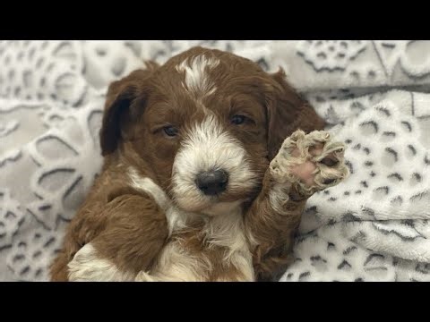 Available 1/12/26 Reserve call 315-576-1245 F1B Mini Goldendoodle puppies - USDA OrchardPups