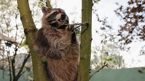 Hungry raccoon, Raccoon eating, Raccoon wildlife. Raccoon enjoys tiny treats dangling from tree, surrounded by green foliage and blossoms in garden setting.
