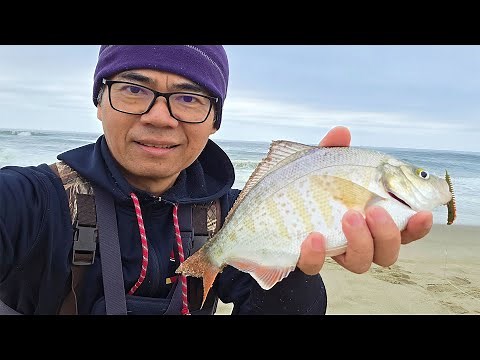 Bottom Rig Setup For Surf Fishing - Catching Big Surf Perch On the Oregon Coast