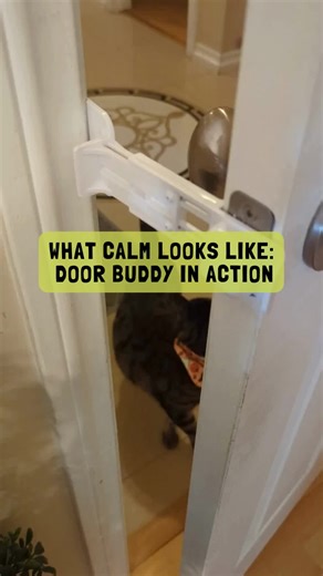 What calm looks like: Door Buddy in action! 🐱🚪✨ Cats come and go freely, dogs stay behind the door, and your home finally feels peaceful. 😌🐾 No more doggos in the cat’s food bowl or litter box. Just simple, stress-free boundaries that actually work. Designed for multi-pet homes, Door Buddy gives your cat the access they need, without the chaos. Because cats need space… not separation. #BecauseCatsNeedSpace #DoorBuddy #PetHarmony #MultiPetHome #CatApproved #DogProof #PetBoundaries #CalmHome #