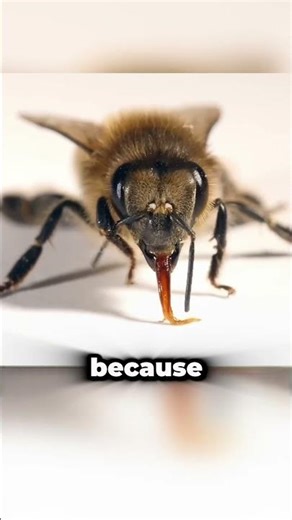 Explosives Detecting Honeybees