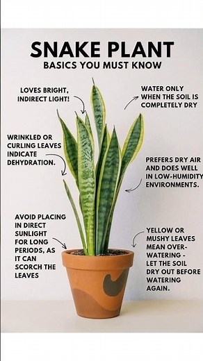 Snake Plant Care Basics 🪴 | Must-Know Tips for Beginners | Indoor Plant Guide