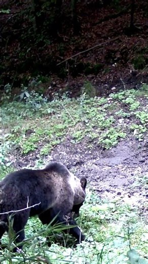 Medvedica žerie rastliny pri kalisku počas jesene 🍴🌿 Medveď vegetarián 🐻 Female bear eats plants
