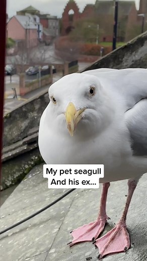 Feeding my pet seagull to gain his trust - Steven and Glen are back at it again… looks like we’ll be seeing more babies this year 🥺 #fyp #foryou