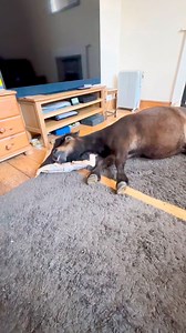 7.1K views · 1K reactions | When a horse  sneaks in to your house  #funnyvideo #funnypost #funnyreels #funnymoments | The Adventures Of Patrick The Pony | Facebook