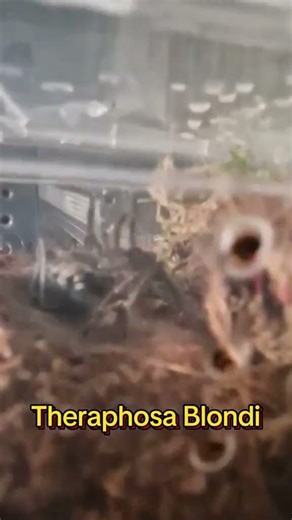 T blondi molting.. Follow for more videos. #molt #tblondi #Tarantula #TarantulaCare #ExoticPets