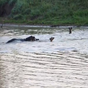 Stuck between an angry hippo and a hungry wild dog pack | Animals WP
