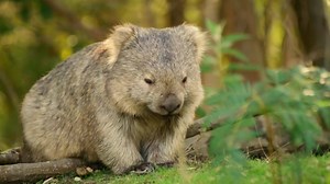 62K views · 767 reactions | I want to explore Tasmania with David Attenborough!  | Discover Tasmania | Facebook