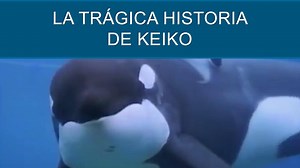 21K views · 192 reactions | El amor de sus fans llevó a Keiko a una muerte triste y solitaria. Conoce la historia de la orca más famosa y querida del mundo, conocida por su papel en "Liberen a Willy" y que vivió en Reino Aventura, en el Distrito Federal, México. #Keiko #Orcas #Naturaleza #Animales #Mar #Canal10 | Canal 10 | Facebook