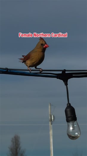 A beautiful female northern cardinal perched upon our patio string lights. Cardinals are generally monogamous for a breeding season, with the male feeding the female during courtship as a sign of commitment.