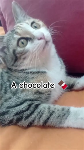 Cutest Little kitten ever. 😺 Cute kittens cunny moments. 😊Funny kitten editz.