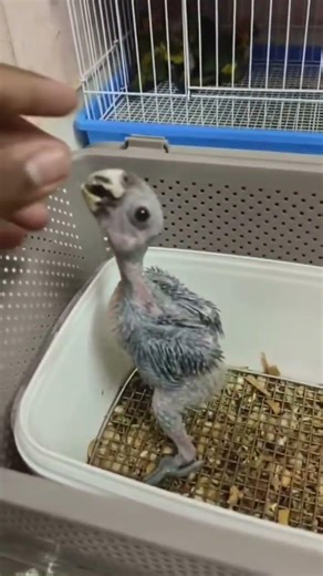 Orange wing Amazon parrot