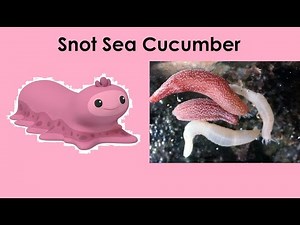 🐟 Octonaut Creatures in Real Life Part 2 🐳🐬🐟🐠🐡🦈🐧