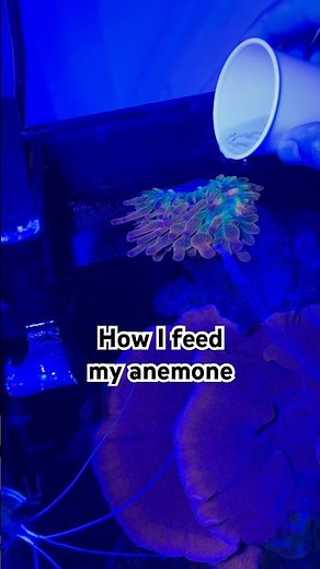 How I feed my anemone